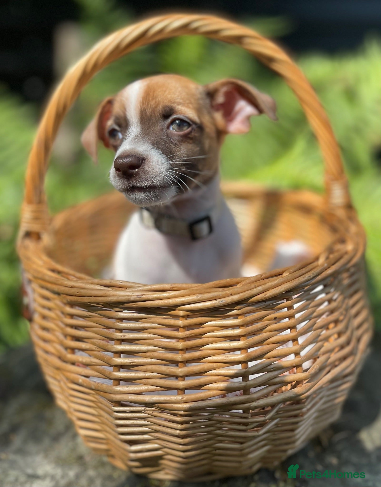 Jack Russell dogs Adorable mini Jack Russell babies  - Advert 2