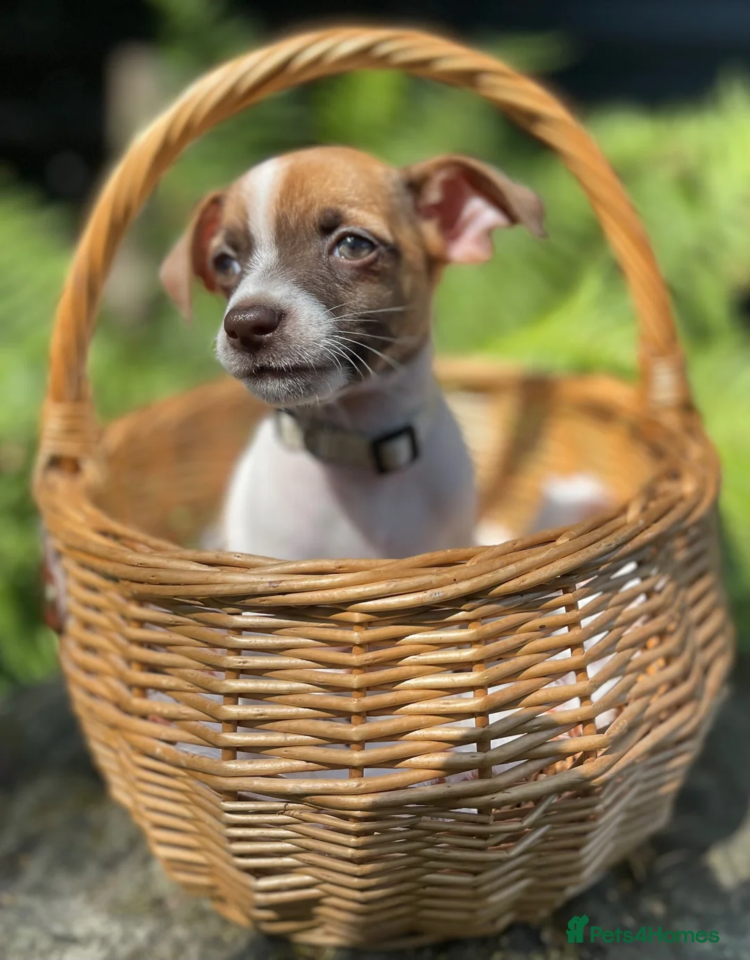 Jack Russell dogs for sale: Adorable mini Jack Russell babies  - Advert 2