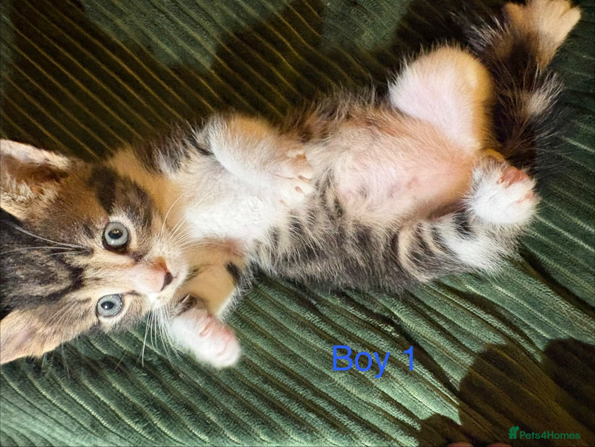 Mixed Breed cats 3 beautiful kittens for sale - Advert 1