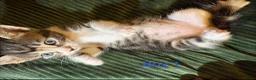 Mixed Breed cats for sale: 3 beautiful kittens for sale - Advert 1