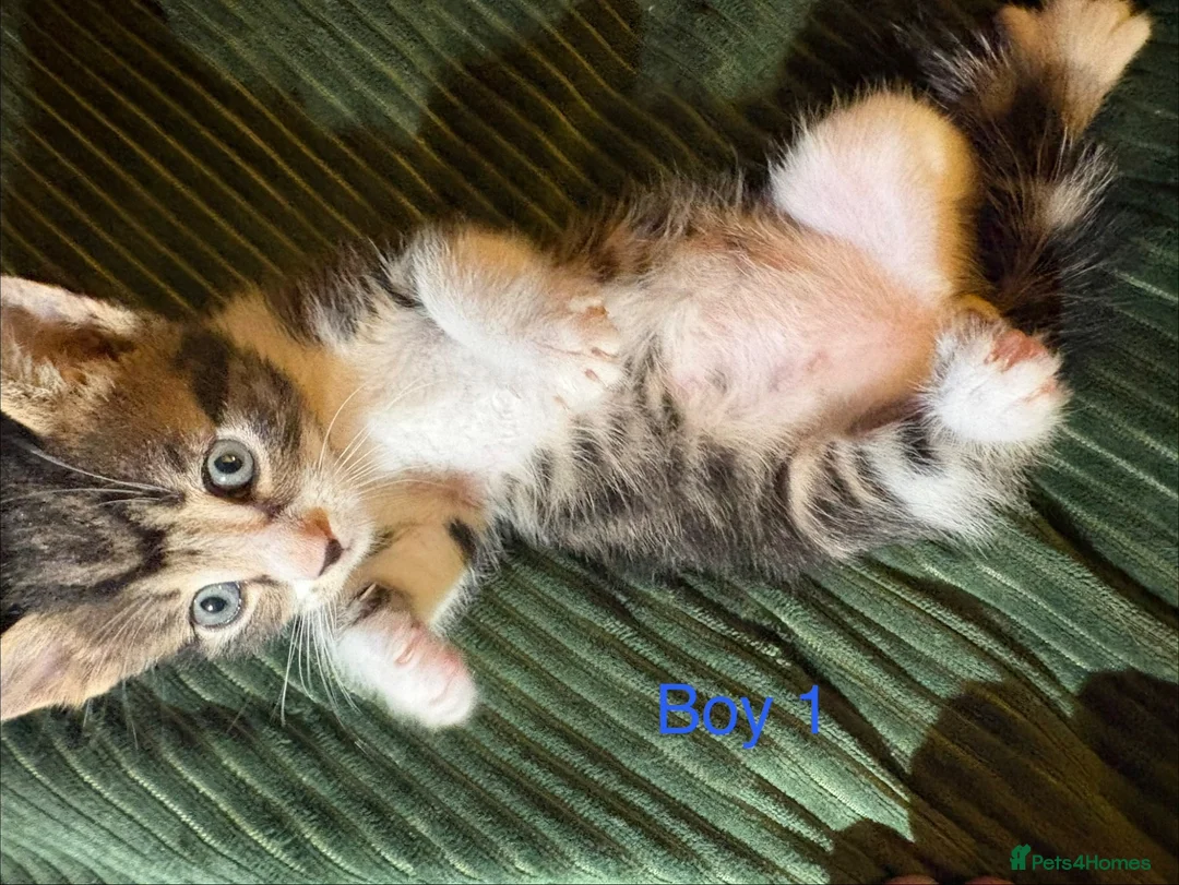 Mixed Breed cats for sale: 3 beautiful kittens for sale - Advert 1