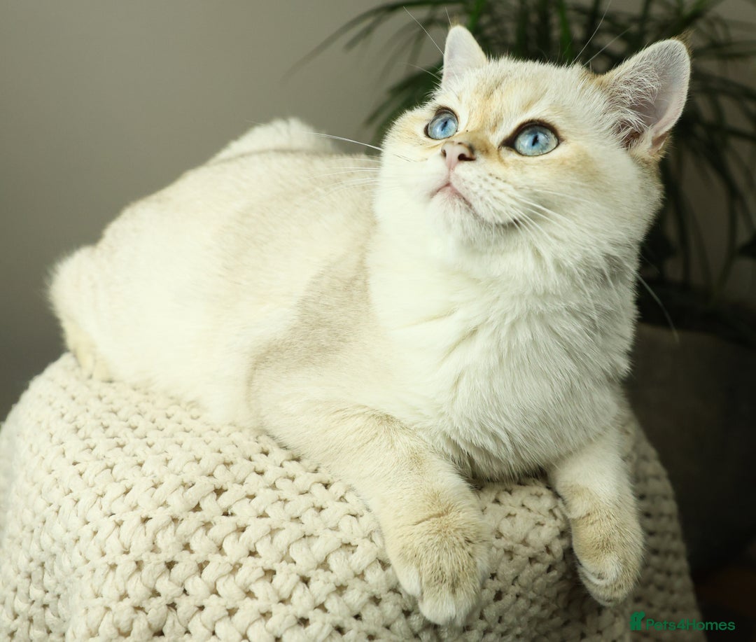 TICA British Shorthair Boy Champion Bloodlines for sale in Bedford