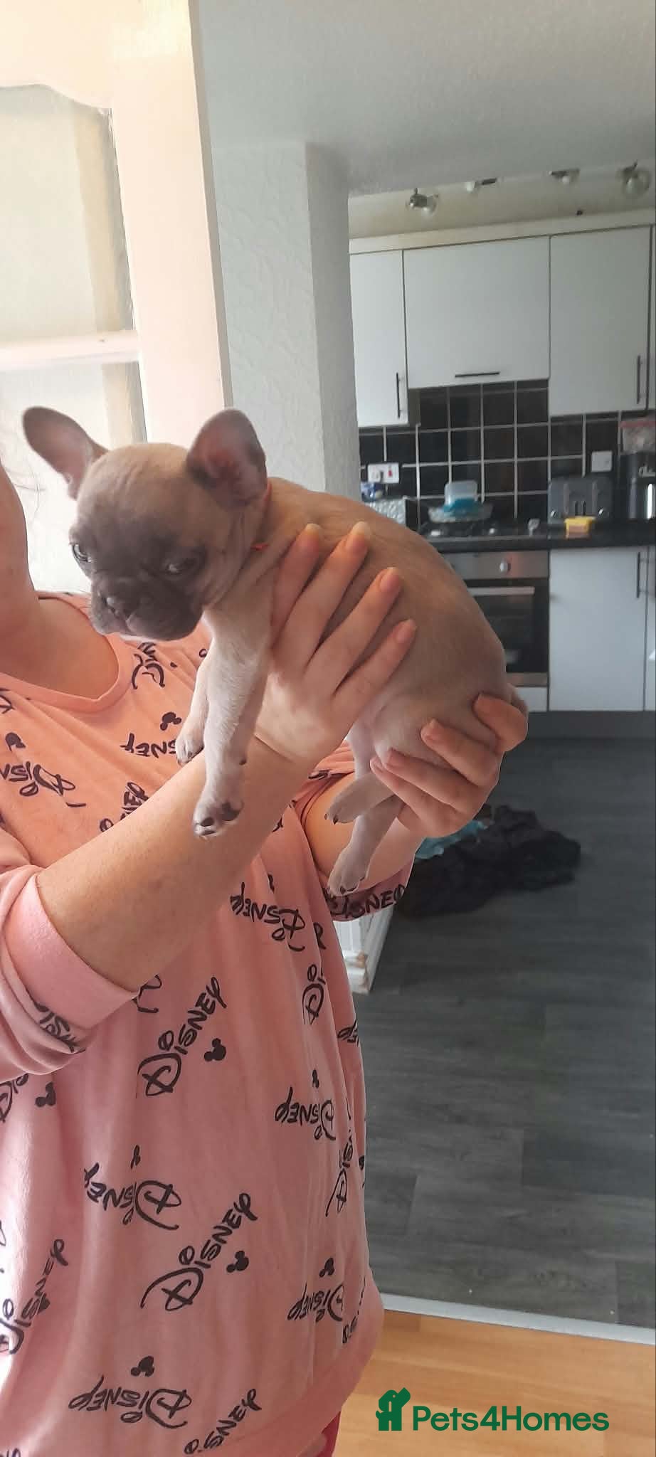 French Bulldog dogs Stunning platinum French Bulldog Puppies - Advert 2
