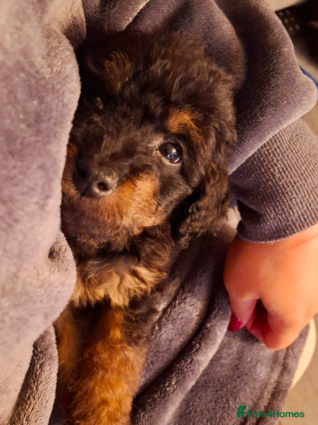 Mixed Breed dogs for sale: F1b health tested Rottiepoo puppies - Advert 24