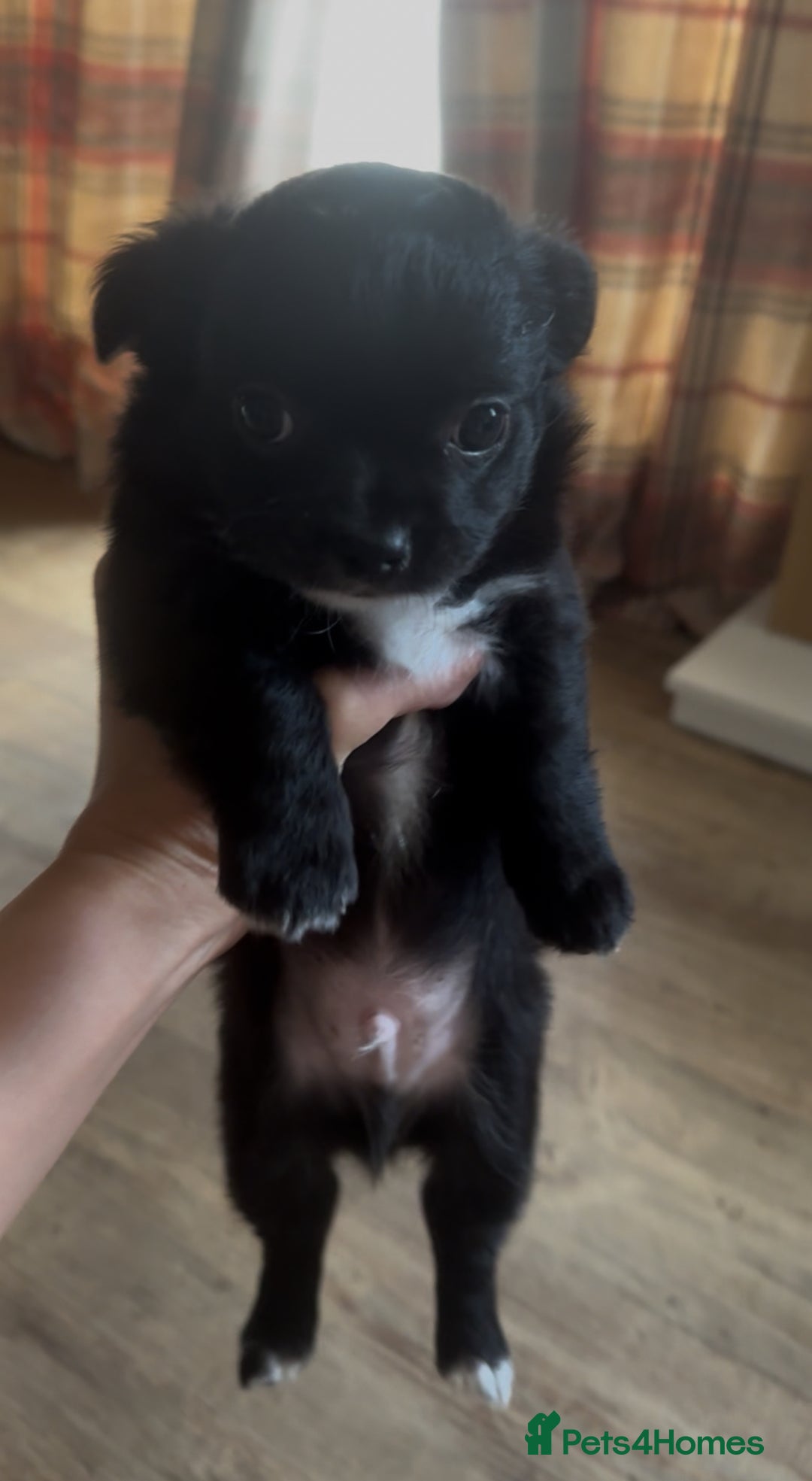 Chihuahua dogs for sale: The most adorable chihuahua boy I’ve ever seen  - Image 4