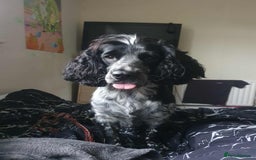 Mixed Breed dogs for sale: Litter of 9 healthy pups  - Image 27