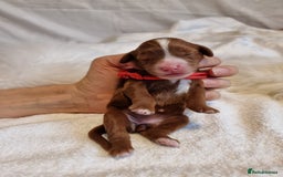Cavapoo dogs for sale: Stunning F1 Cavapoo puppies, DNA tested parents  - Image 9