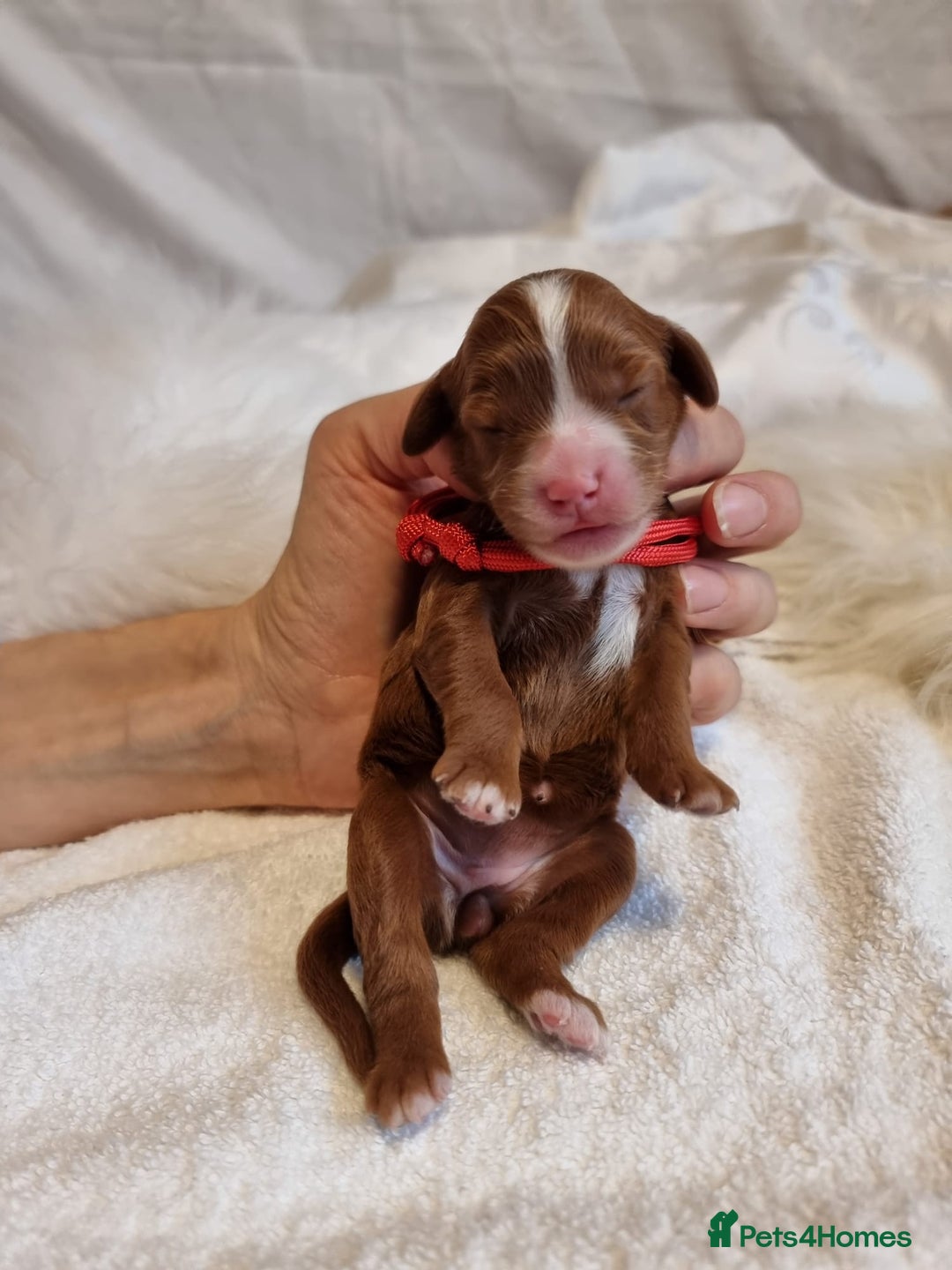 Cavapoo dogs for sale: Stunning F1 Cavapoo puppies, DNA tested parents  - Image 9