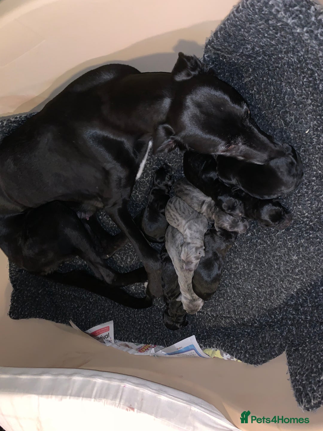 Mixed Breed dogs for sale: Labrador mix - Advert 6