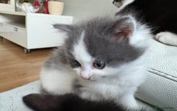Mixed Breed cats for sale: Kittens for sale - Image 12