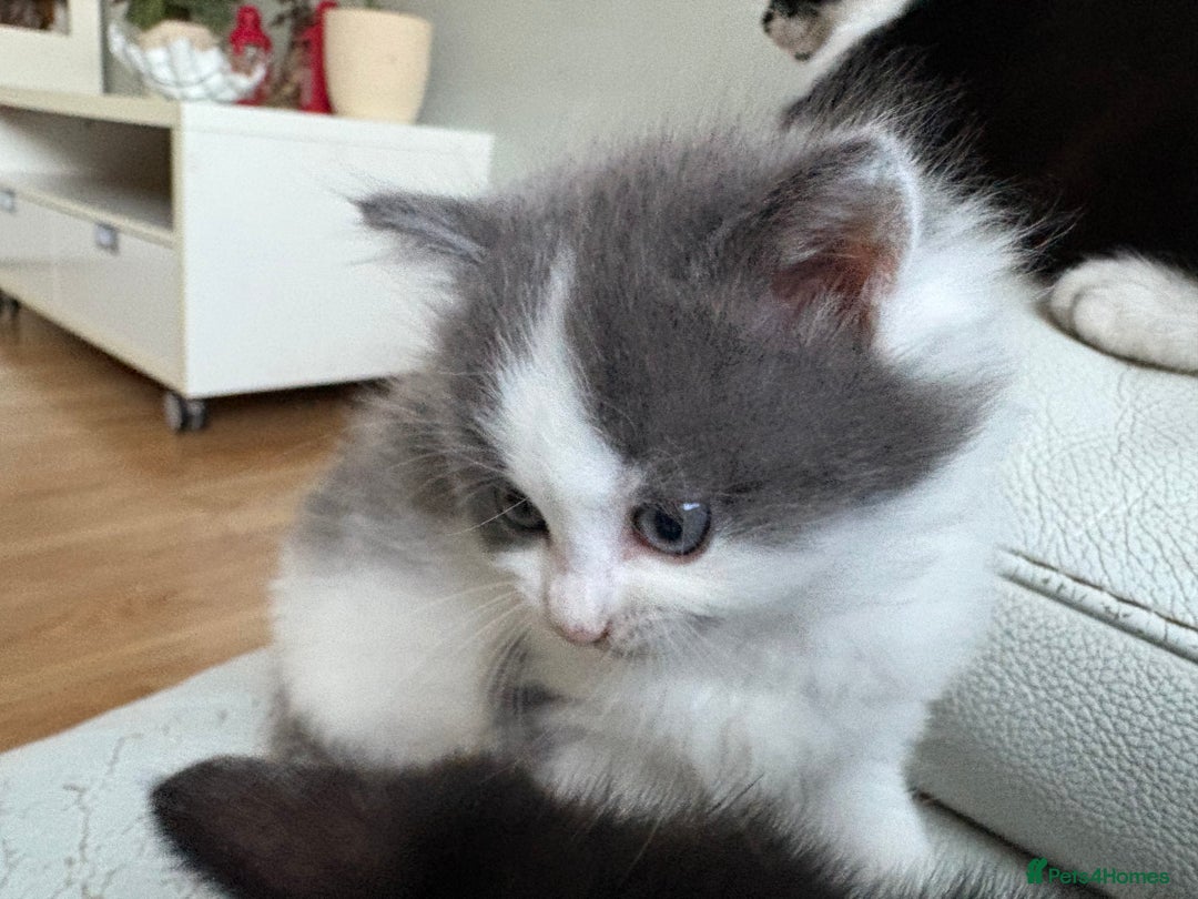 Mixed Breed cats for sale: Kittens for sale - Image 12