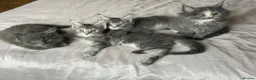 Maine Coon cats for sale: GCCF Blue and Silver Registered Maine Coon Kittens - Advert 12