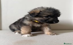 Mixed Breed dogs for sale: Alaskan Malamute x German Shepard Cross puppies - Image 12