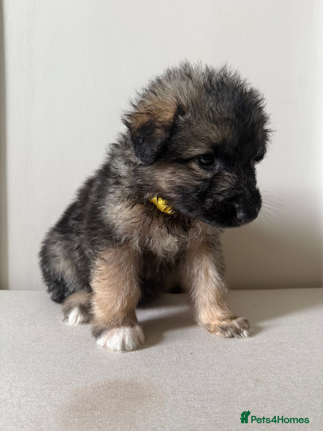 Mixed Breed dogs for sale: Alaskan Malamute x German Shepard Cross puppies - Image 12