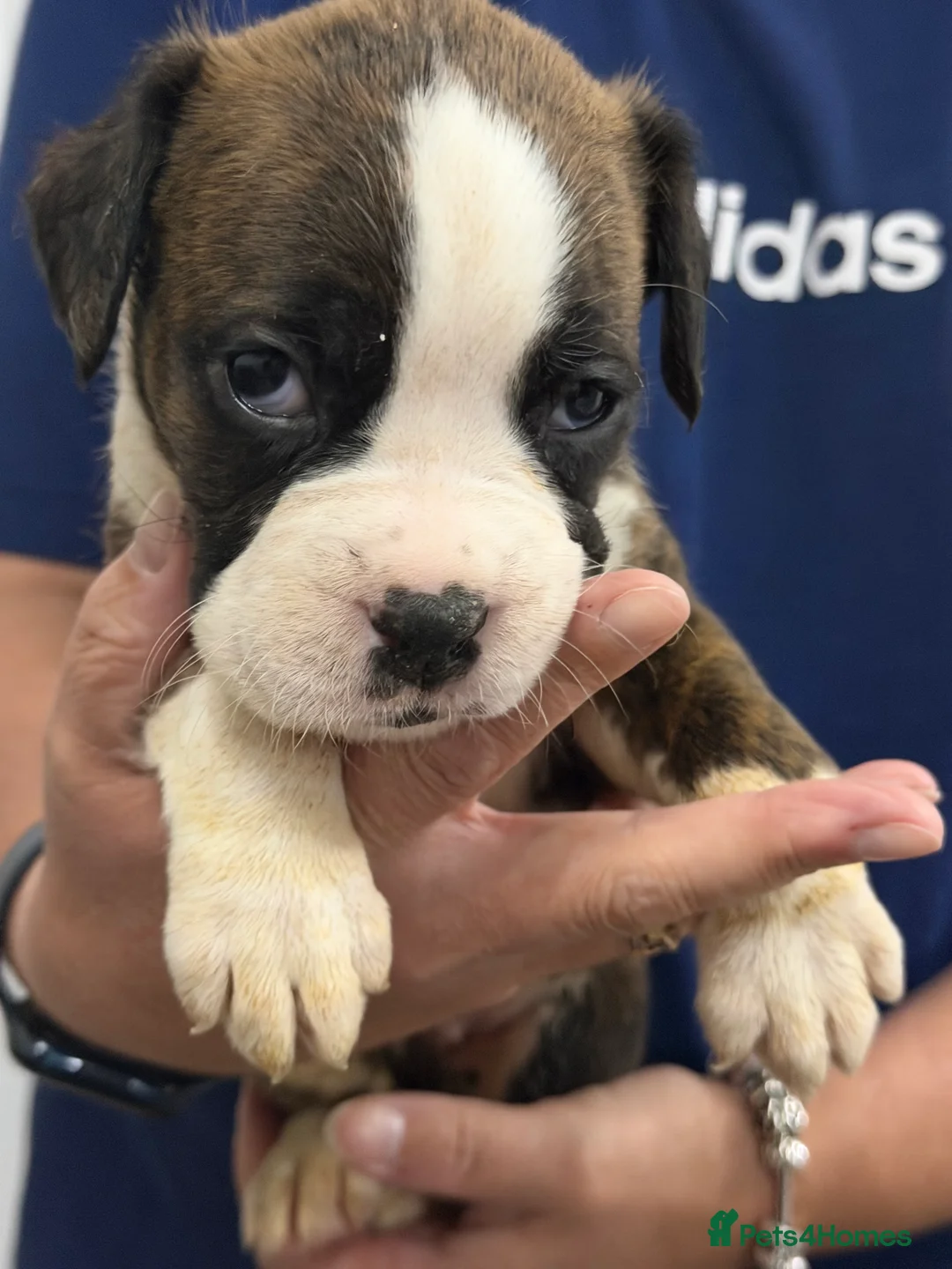 Boxer dogs for sale: Kc reg Boxer puppies  - Advert 2