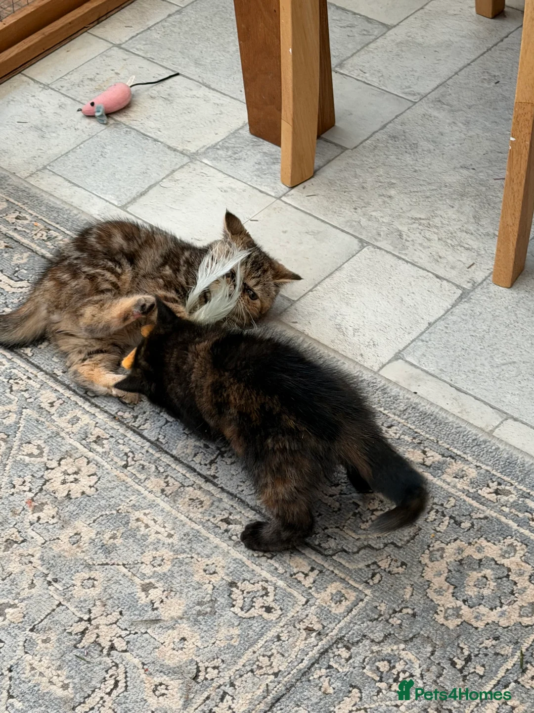 Exotic cats for sale: Cute GCCF registered tortie girl - Advert 6