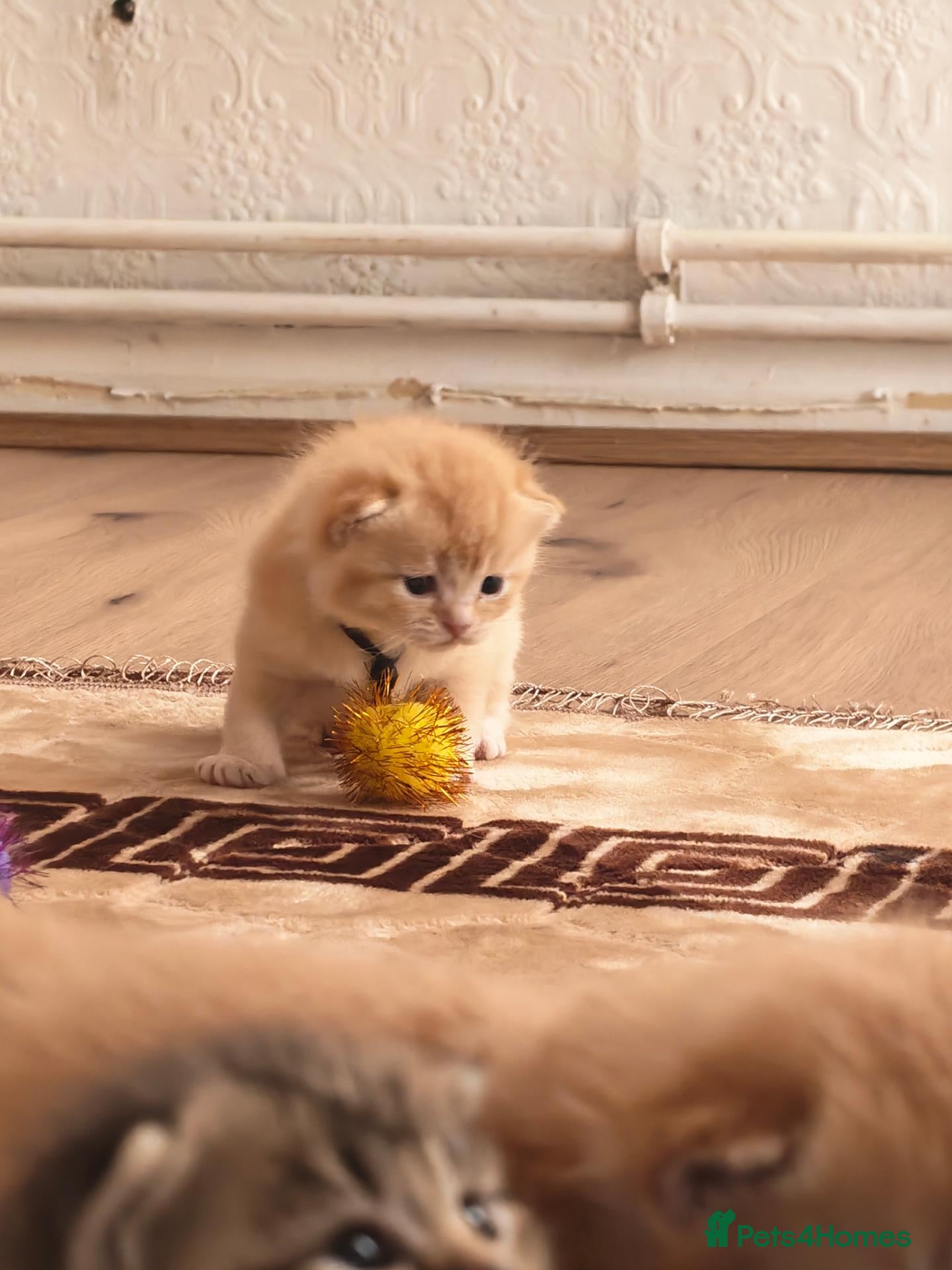Scottish Fold cats Exceptional/colours Scottish fold/straight kittens - Advert 3