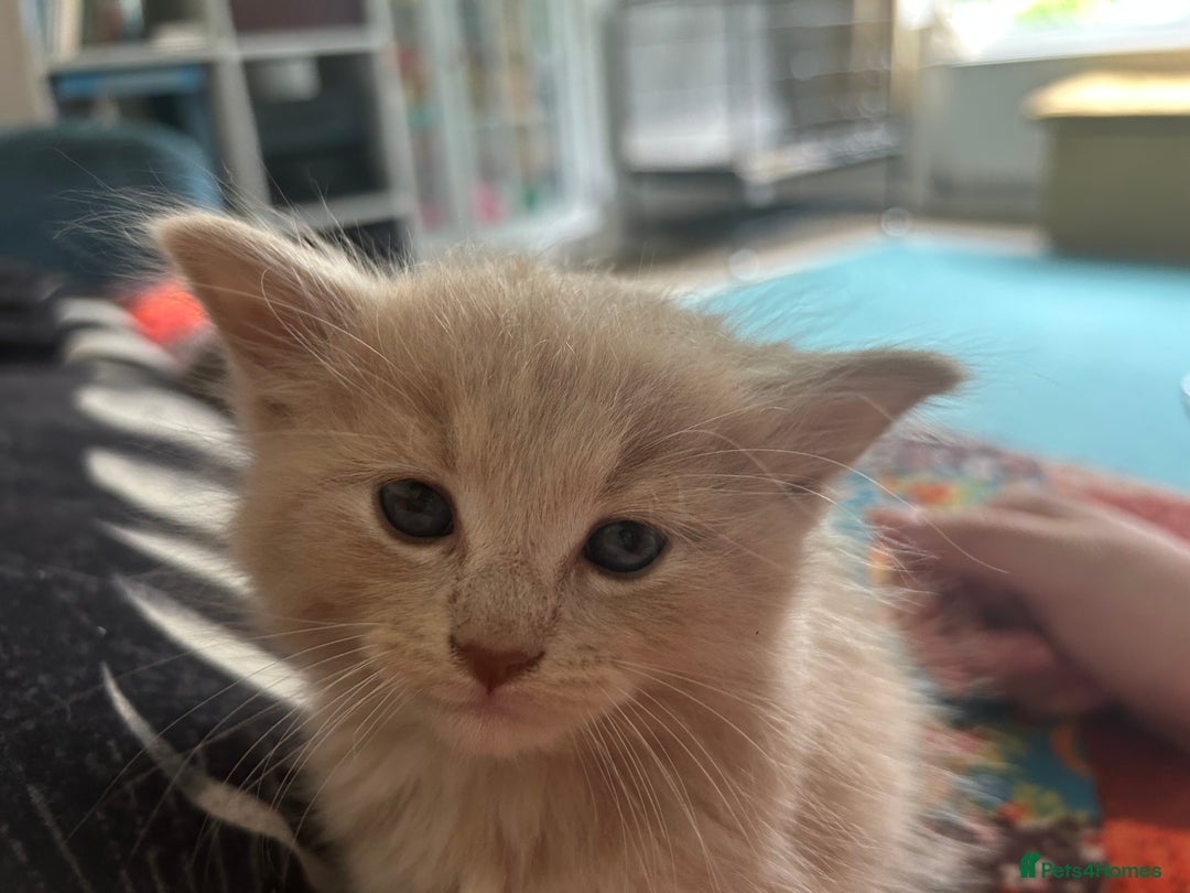Oriental cats for sale: Oriental X Cream boy available  - Image 1