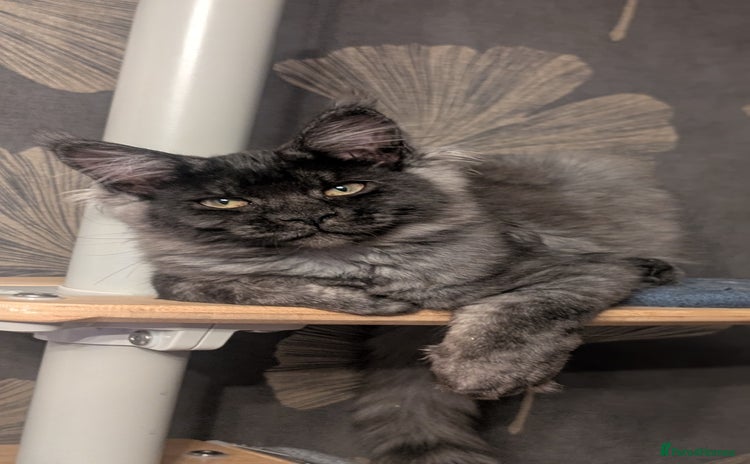 Maine Coon cats - Advert 1