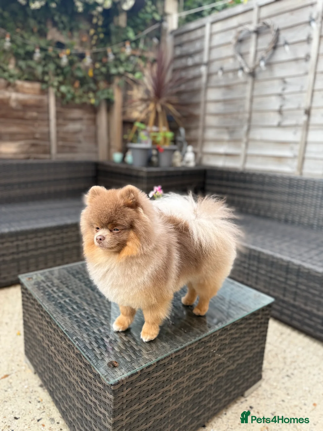 Pomeranian dogs for stud: Pablo - Advert 6