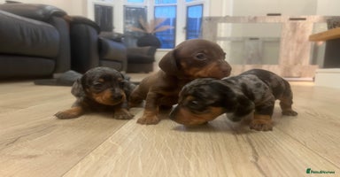 Miniature Dachshund dogs - Advert 8