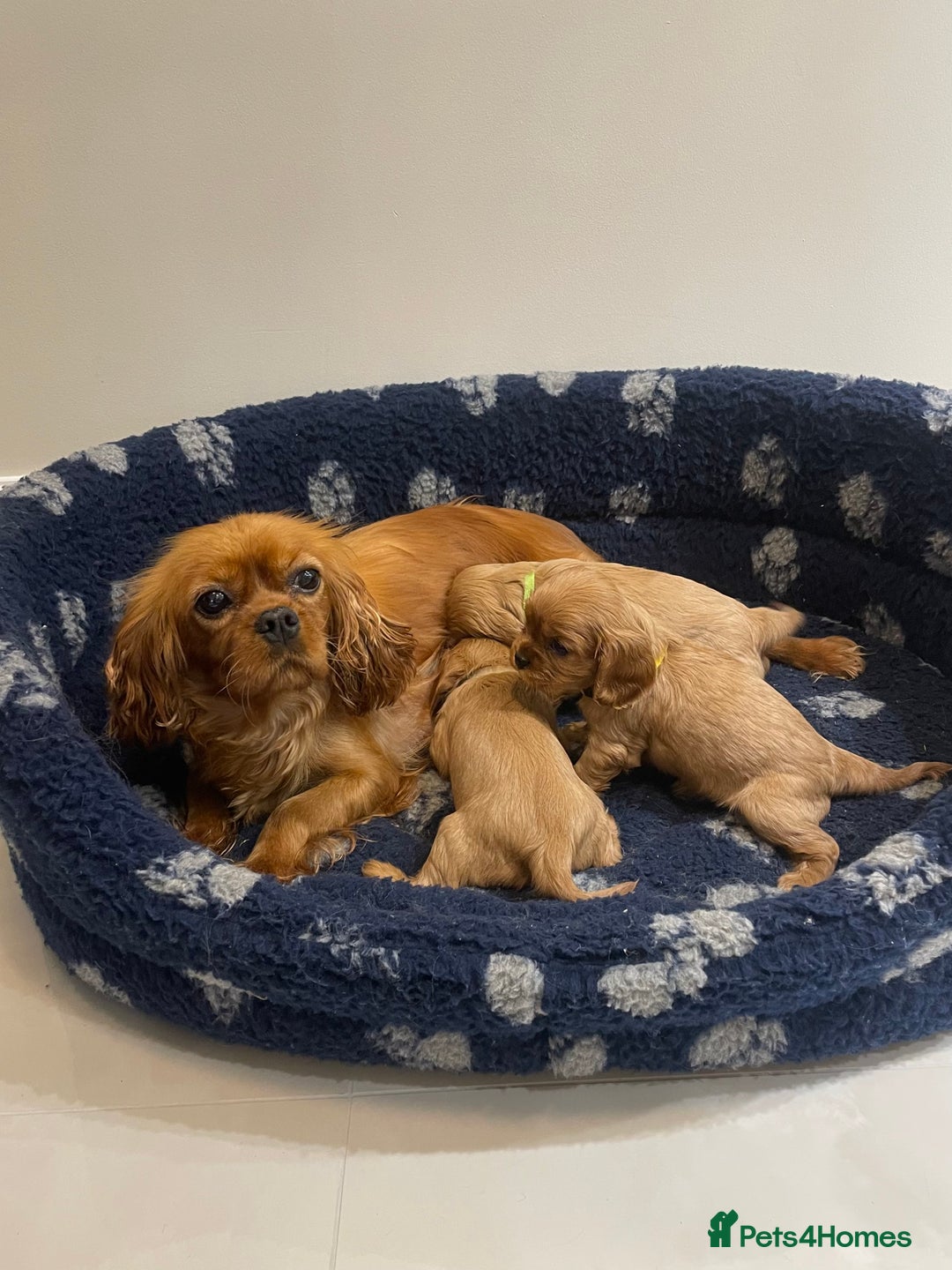 Cavalier King Charles Spaniel dogs for sale: Cavalier King Charles  - Image 9