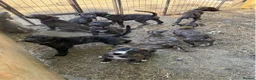 Lurcher dogs for sale: Lurcher Puppies  in Horsham - Advert 10