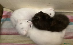 British Longhair cats for sale: 2 adorable kittens looking for their forever home - Image 16