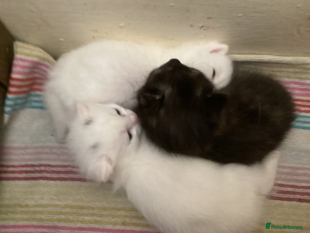 British Longhair cats for sale: 2 adorable kittens looking for their forever home - Image 16