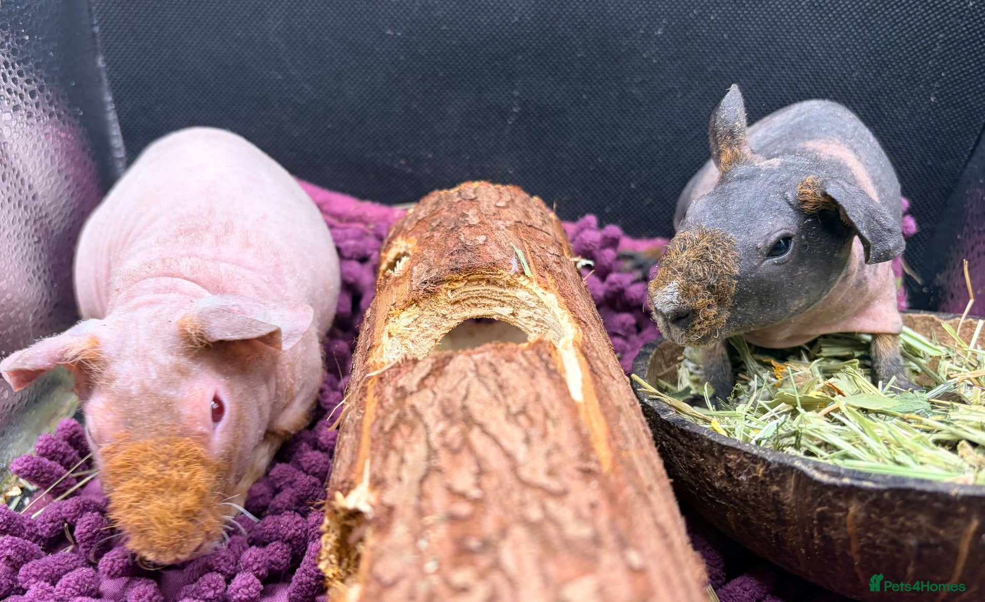 Guinea Pig rodents Pair of Skinny Pig Girls - Advert 17