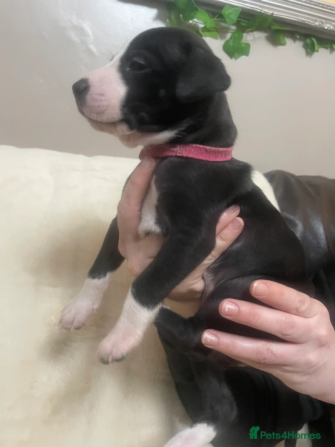 Mixed Breed dogs for sale: Beautiful Staffy x Collie Pups, 4 male 5 girls - Advert 25