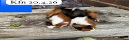 Guinea Pig rodents for sale: Gorgeous baby and young guinea pigs ready now - Advert 1