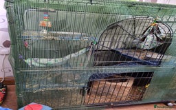 Degus rodents for sale: A pair of degus and cage looking for a new home - Image 7
