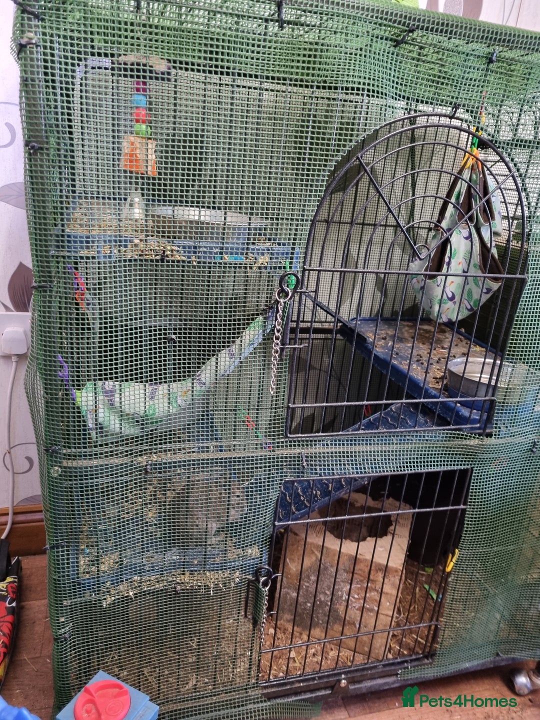 Degus rodents for sale: A pair of degus and cage looking for a new home - Image 7