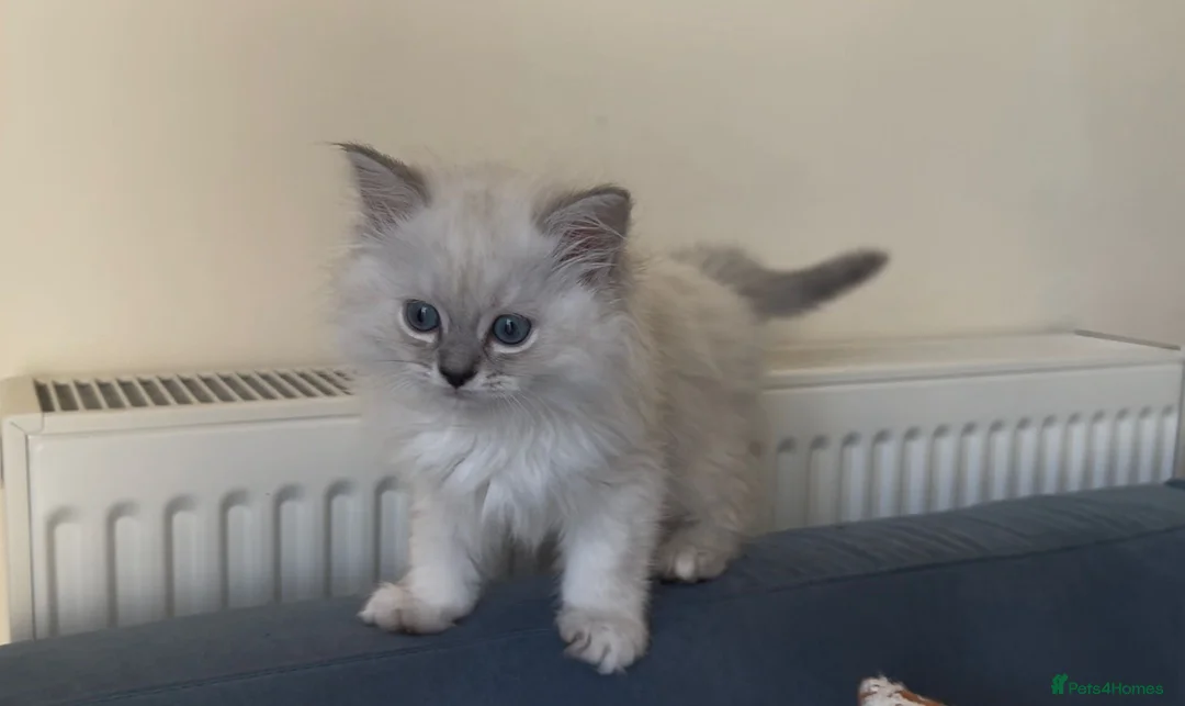 Persian cats for sale: LAST DOLLFACE CHINCHILLA PERSIAN GIRL - Advert 1