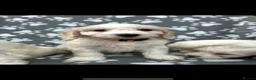 Cockapoo dogs for sale: Beautiful cockapoo puppies  - Advert 3
