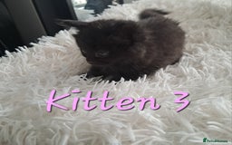 Mixed Breed cats for sale: 4 Stunning kittens for sale - Image 13