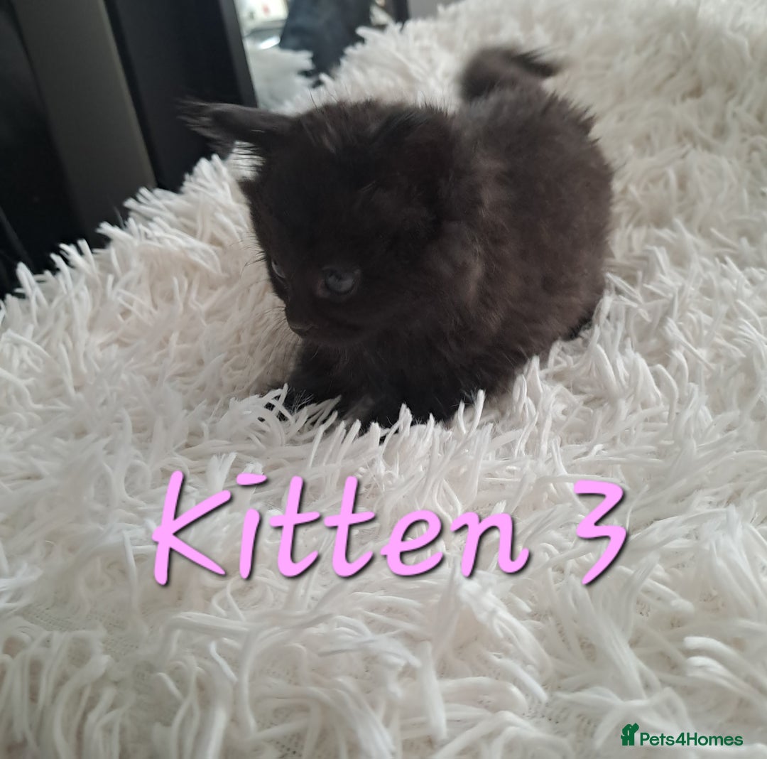 Mixed Breed cats for sale: 4 Stunning kittens for sale - Image 13