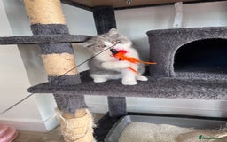 British Shorthair cats for sale: British Shorthair Boy 😻 - Image 4