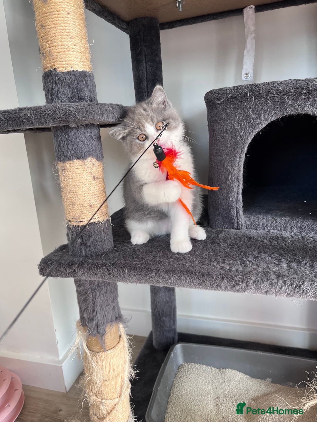 British Shorthair cats for sale: British Shorthair Boy 😻 - Image 4