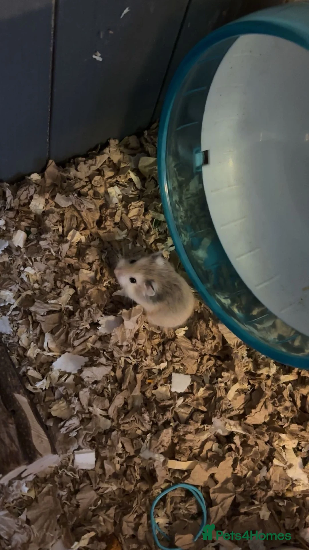 Hamster rodents for sale: Robo hamster  - Advert 6