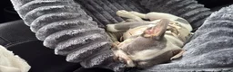 French Bulldog dogs for sale: Pebbles 14 weeks and amazing x - Advert 3