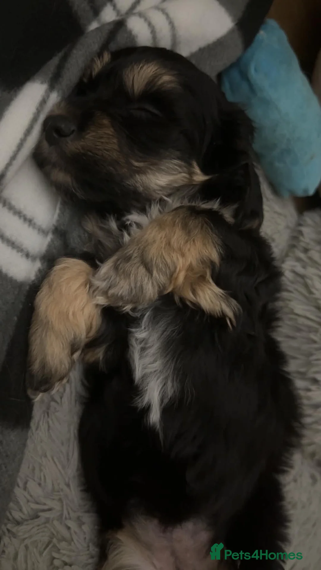 Mixed Breed dogs for sale: Mauxie-poo in Liverpool - Advert 14