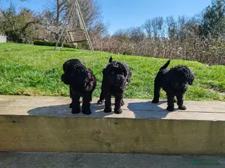 Bordoodle dogs Bordoodle - Advert 14