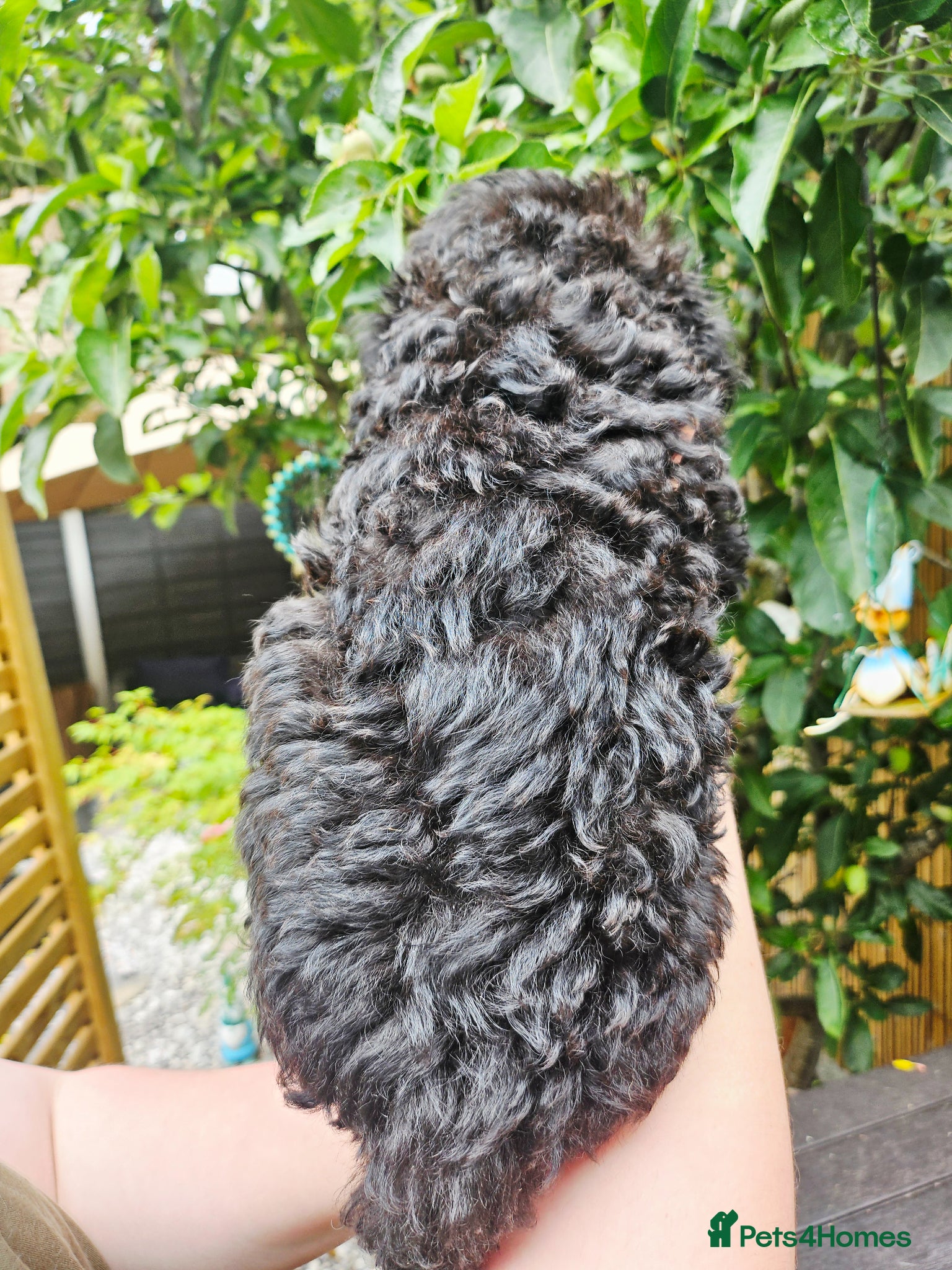 Shihpoo dogs for sale: 🌟 Little Stars🌟  - Advert 3