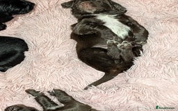 Sprocker dogs for sale: F1 health tested working Sprockers - Image 21