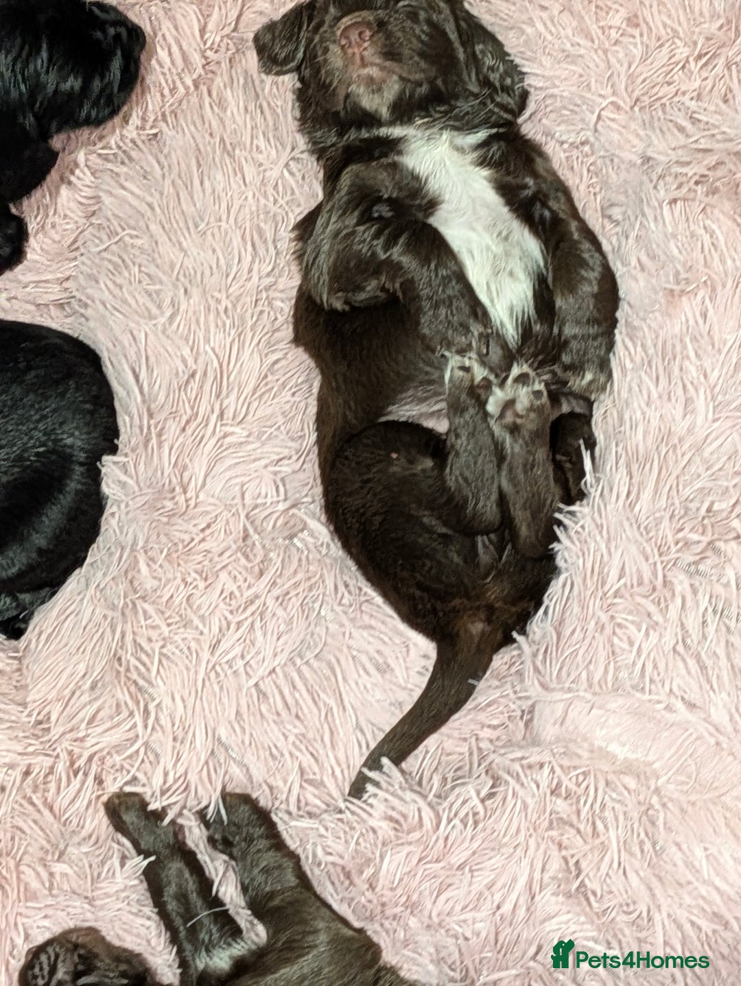 Sprocker dogs for sale: F1 health tested working Sprockers - Image 21