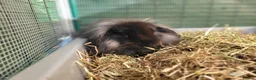 Mini Lop rabbits for sale: Beautiful Mini Lion Lop - READY TO LEAVE - Advert 22