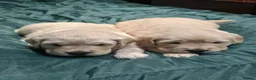 Golden Retriever dogs for sale: 1 KC girl ready for a new home! - Advert 23