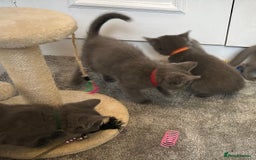 Russian Blue cats for sale: Russian Blue Kittens  - Image 13